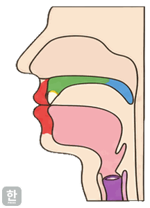 Side view of the mouth for final [p]
