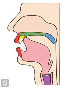 Side view of the mouth for final [t]
