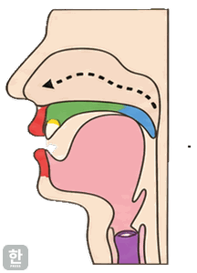 Side view of the mouth for final [ng]