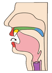 Side view of the mouth for ㄹ